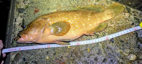 キジハタの釣果