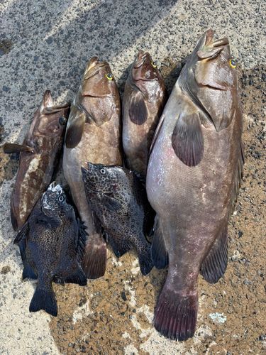 クエの釣果