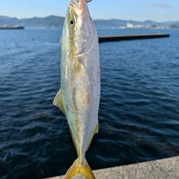 ヤズ