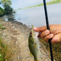 ラージマウスバス