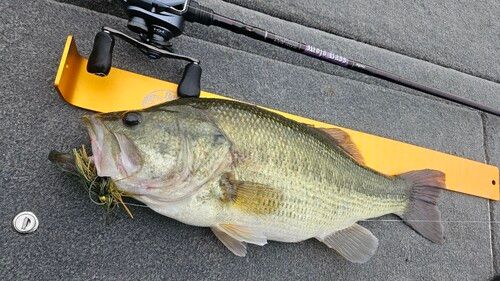 ラージマウスバスの釣果