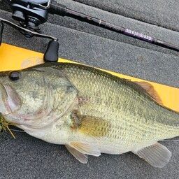 ラージマウスバス