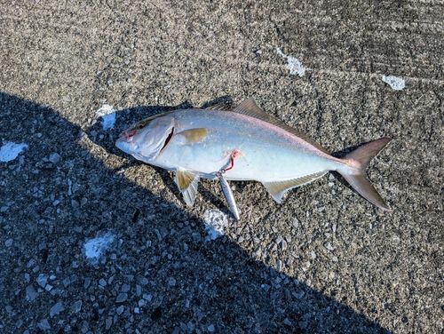 ネリゴの釣果