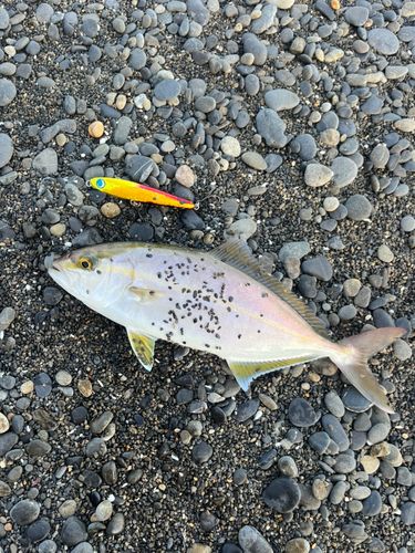 シオの釣果