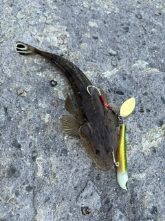 マゴチの釣果