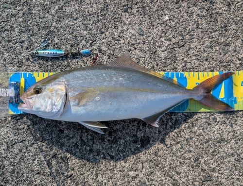 カンパチの釣果