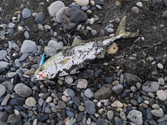 ワカシの釣果