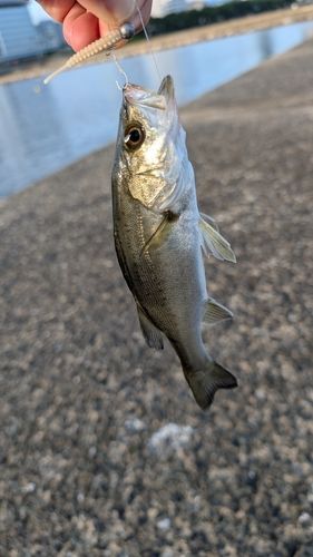 セイゴ（マルスズキ）の釣果