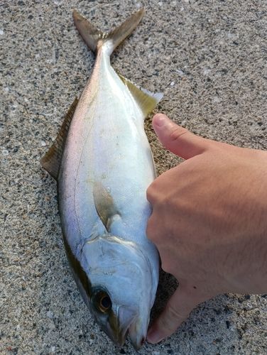 ショゴの釣果