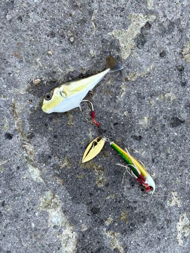 シロサバフグの釣果