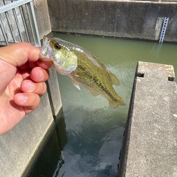 ブラックバス