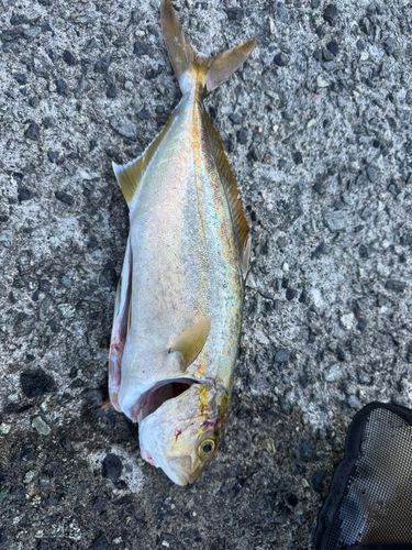 ネイリの釣果