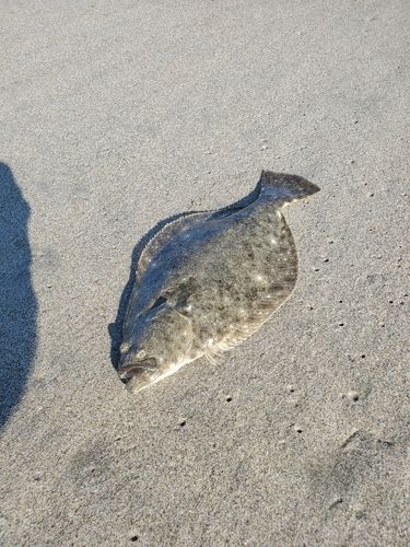 ソゲの釣果