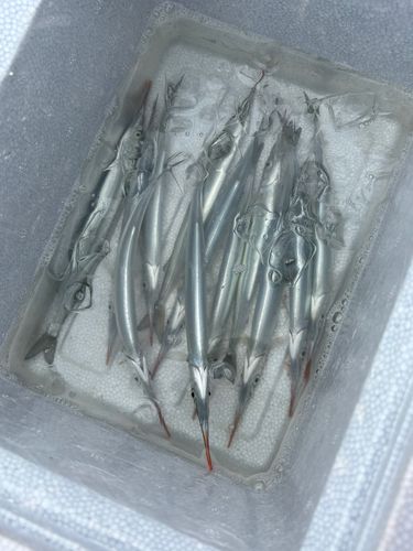 サヨリの釣果