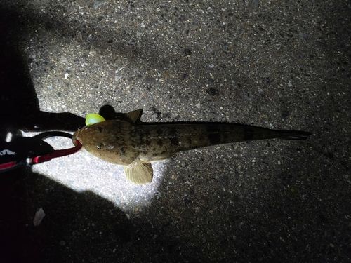 マゴチの釣果