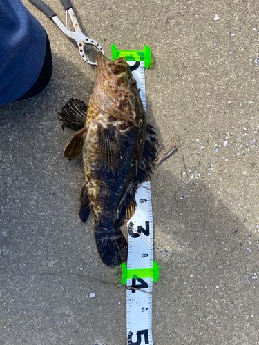 ソイの釣果