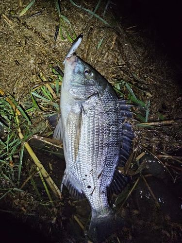 一ツ瀬川河口