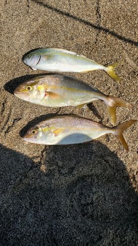 ショゴの釣果