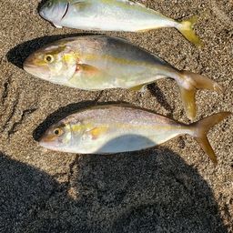 ショゴ