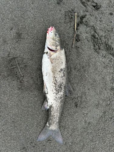 ウグイの釣果