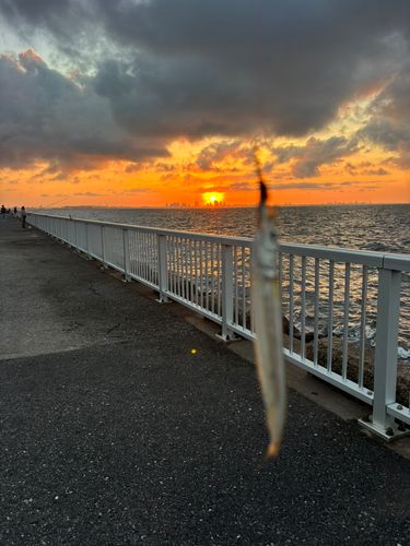 サヨリの釣果