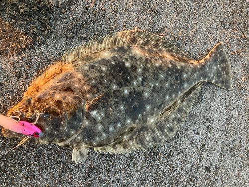 ヒラメの釣果