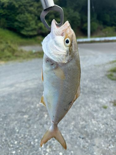 ショゴの釣果