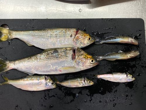 若洲海浜公園海釣り施設