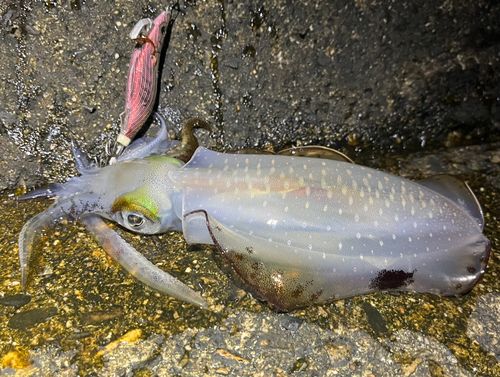 アオリイカの釣果