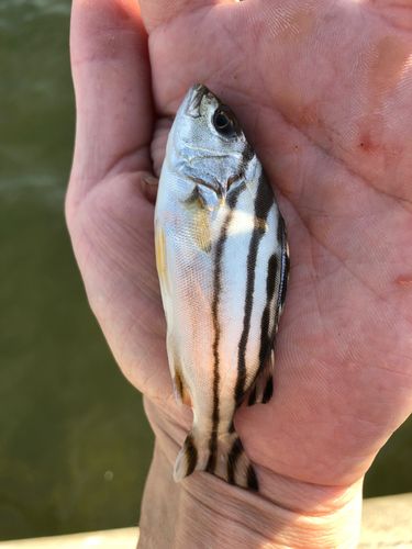 釣果