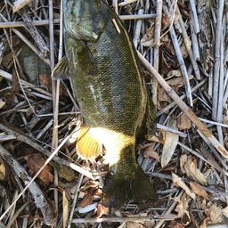 スモールマウスバス