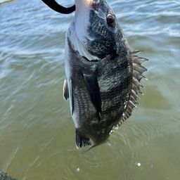 クロダイ