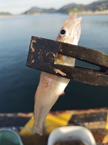 キスの釣果