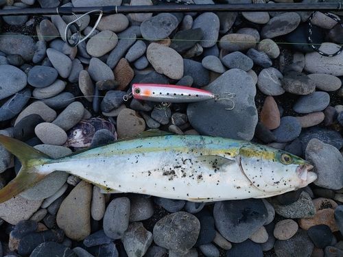 ワカシの釣果