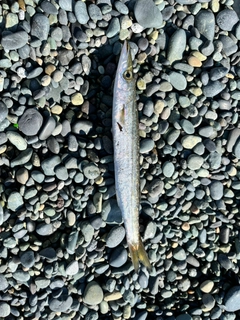 カマスの釣果