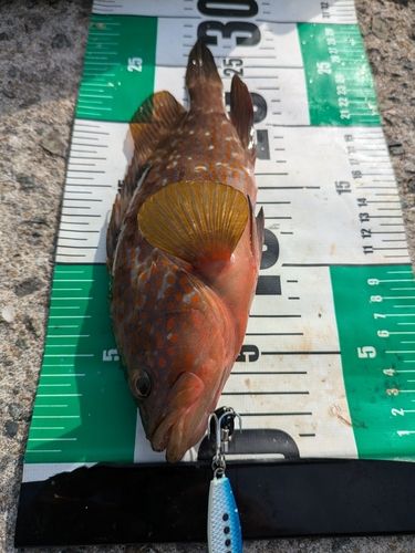キジハタの釣果