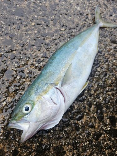 ワカシの釣果