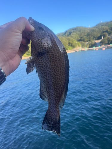 泊浦漁港