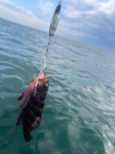 キジハタの釣果