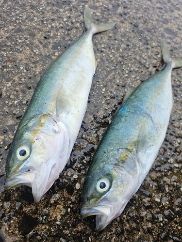 ワカシの釣果