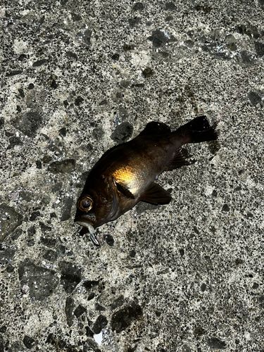 シロメバルの釣果
