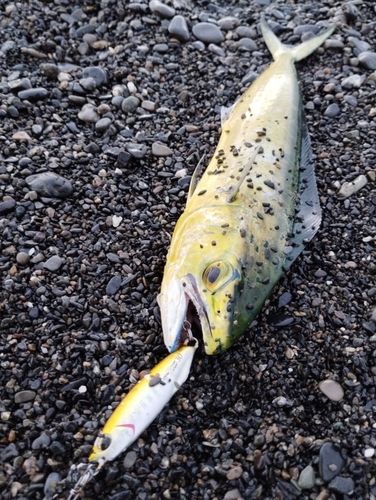 シイラの釣果