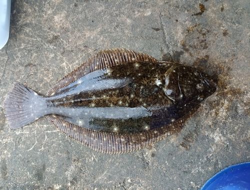 ソゲの釣果