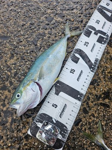 ワカシの釣果