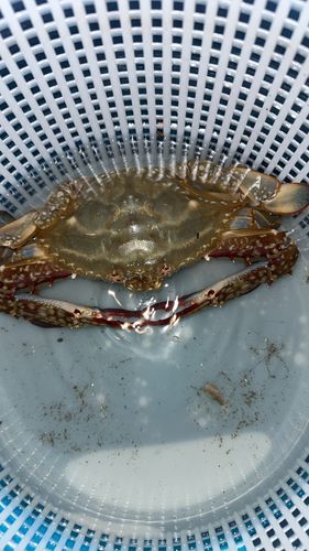 ワタリガニの釣果