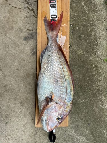 タイの釣果