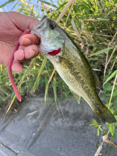 ラージマウスバスの釣果