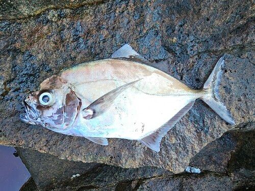 カスミアジの釣果