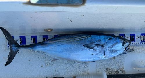 スマガツオの釣果