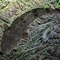マゴチ